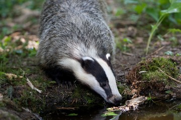 European Badger, meles meles, Normandy