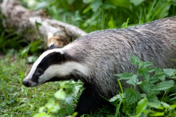 European Badger, meles meles, Normandy