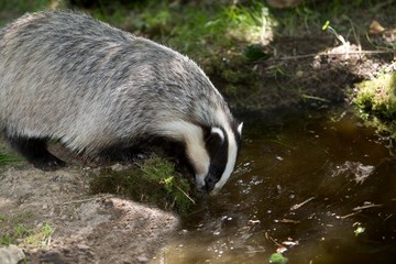 European Badger, meles meles, Entering Water, Normandy