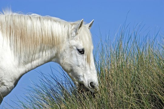 Camargue Horse, Eating Grass, Saintes Marie de la Mer in Camargue, in the South of France