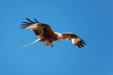 Red Kite, milvus milvus, Adult in Flight