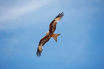 Obraz premium Red Kite, milvus milvus, Adult in Flight