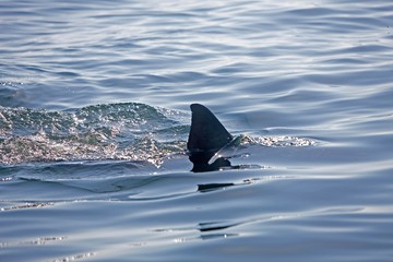 Fin of Great White Shark, carcharodon carcharias, False Bay in South Africa