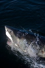 Great White Shark, carcharodon carcharias, False Bay in South Africa