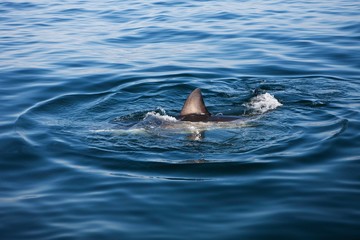 Fin of Great White Shark, carcharodon carcharias, False Bay in South Africa