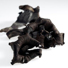 Horn of Plenty Mushroom, craterellus cornucopioides