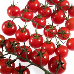 Cherry Tomatoes, solanum lycopersicum against White Background