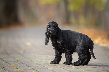 portrait of a little black cocker spaniel puppy in autumn park