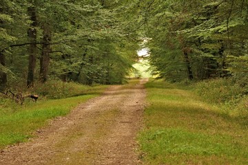 Obraz premium Chemin en foret française