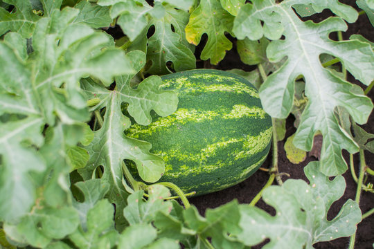 Growing watermelons in the field. The concept is agriculture. Environmentally friendly production of vegetables.