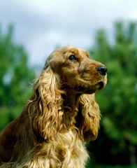 English Cocker Spaniel, Portrait of Dog