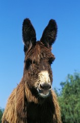 Poitou Donkey or Baudet du Poitou, a French Breed