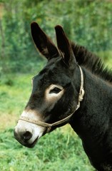 Donkey in West of France