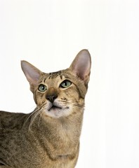 Brown Tabby Oriental Domestic Cat, Portrait against White Background