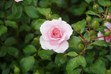 Beautiful closeup of rose flower with raindrops on it