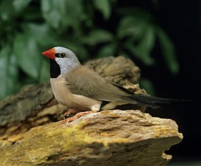 Black Throated Finch, poephila cincta