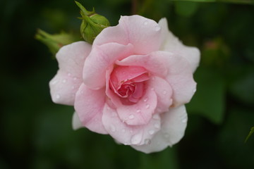 Beautiful closeup of rose flower with raindrops on it