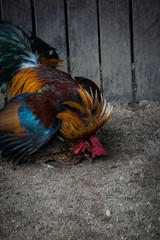 Rooster at a petting zoo