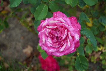 Beautiful closeup of rose flower with raindrops on it