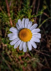 Obraz premium White flower