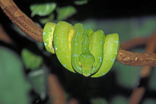 Green Tree Python, morelia viridis