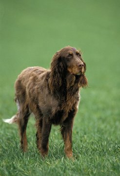 Picardy Spaniel Dog standing on Grass
