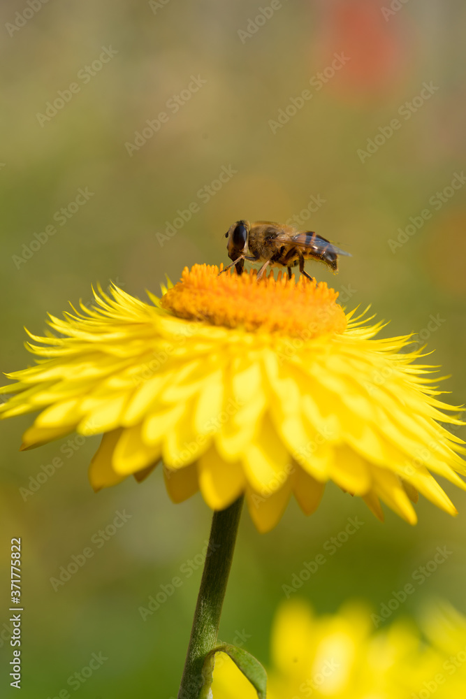 Poster yellow Straw flower with bee on it