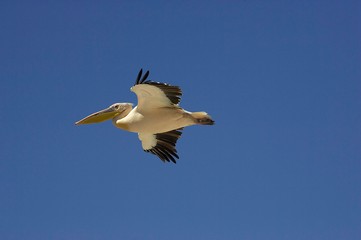 Obraz premium Great White Pelican, pelecanus onocrotalus, Adult in Flight, Nakuru Lake in Kenya
