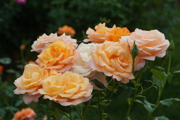 Beautiful closeup of rose flower with raindrops on it