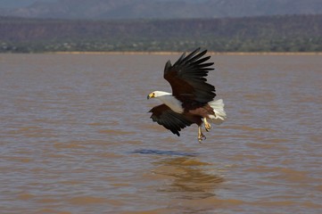 African Fish-Eagle, haliaeetus vocifer, Adult in Flight, Fishing at Baringo Lake in Kenya