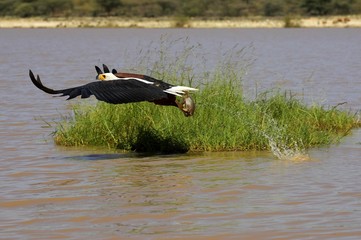 African Fish-Eagle, haliaeetus vocifer, Adult in Flight, Fishing at Baringo Lake in Kenya