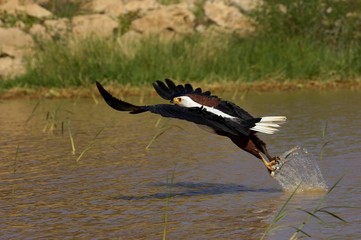 African Fish-Eagle, haliaeetus vocifer, Adult in Flight, Fishing at Baringo Lake in Kenya