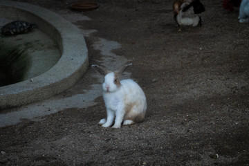 Cute Rabbits at petting zoo