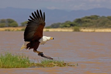 African Fish-Eagle, haliaeetus vocifer, Adult in Flight, Fishing at Baringo Lake in Kenya