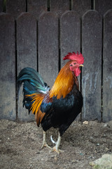 Rooster at a petting zoo