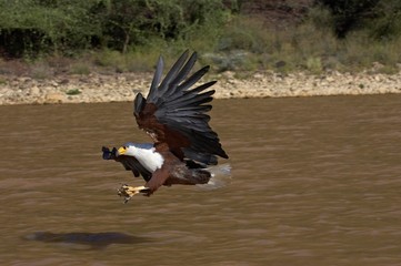 African Fish-Eagle, haliaeetus vocifer, Adult in Flight, Fishing at Baringo Lake in Kenya