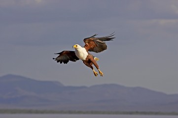 African Fish-Eagle, haliaeetus vocifer, Adult in Flight, Baringo Lake in Kenya