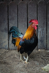 Rooster at a petting zoo