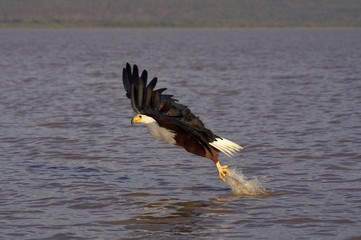 African Fish-Eagle, haliaeetus vocifer, Adult in Flight, Fishing at Baringo Lake in Kenya
