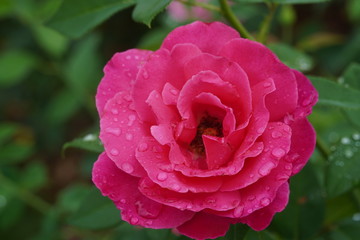 Beautiful closeup of rose flower with raindrops on it