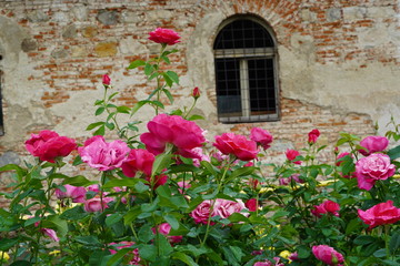 Fototapeta na wymiar Beautiful closeup of rose flower with raindrops on it