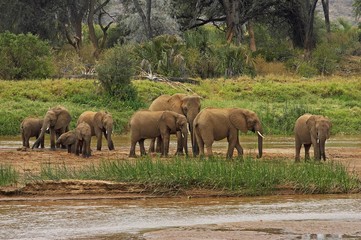 Fototapeta premium African Elephant, loxodonta africana, Herd at River, Samburu Park in Kenya