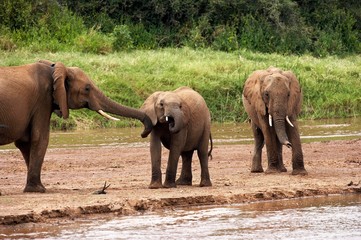 African Elephant, loxodonta africana, Group at River, Samburu Park in Kenya