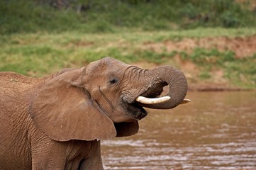 Fototapeta na wymiar African Elephant, loxodonta africana, Adult drinking Water at River, Samburu Park in Kenya