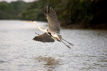 White-necked Heron, ardea cocoi, in Flight above River, Los Lianos in Venezuela