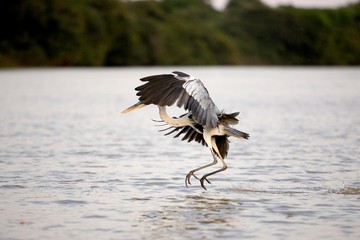 White-necked Heron, ardea cocoi, in Flight above River, Los Lianos in Venezuela