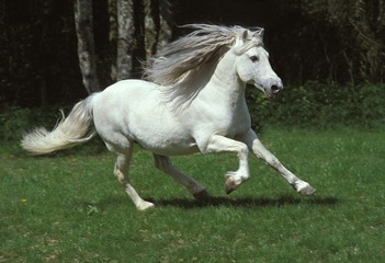 Fototapeta na wymiar Camargue Horse Galloping through Meadow