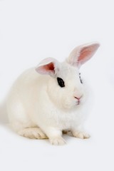 Hotot Domestic Rabbit, a Breed from Normandy