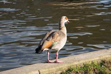 Egyptian Goose (scientific name Alopochen Aegyptiaca), The Broads, Norfolk, UK