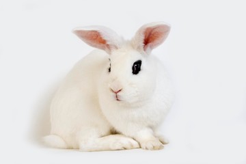 Hotot Domestic Rabbit, a Breed from Normandy